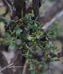 Viscum ovalifolium
