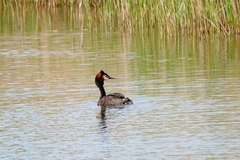 Podiceps cristatus