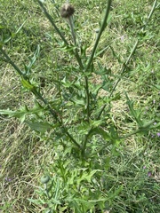 Cirsium engelmannii
