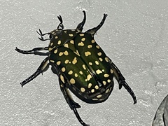 Protaetia niveoguttata