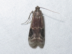 Euzophera semifuneralis