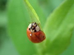 Harmonia axyridis