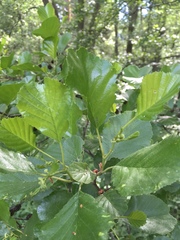 Alnus glutinosa