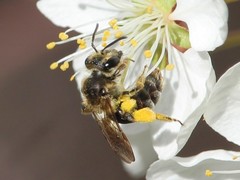 Andrena crataegi