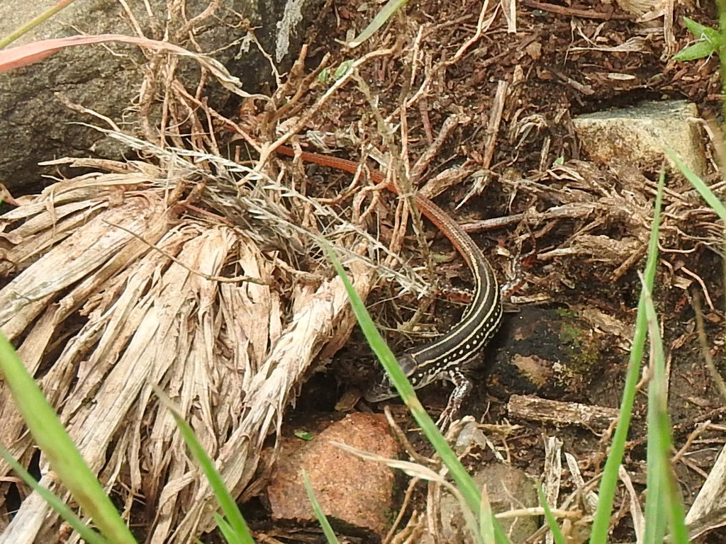 Boulenger's Scrub Lizard