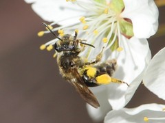 Andrena crataegi