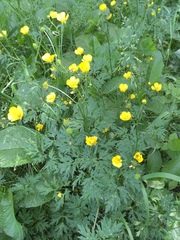 Ranunculus repens