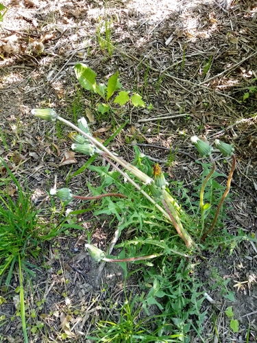 Image of Taraxacum lacistophylloides by (c) Vladimír Fuka, some rights reserved (CC BY)