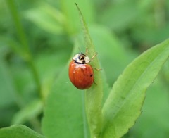 Harmonia axyridis