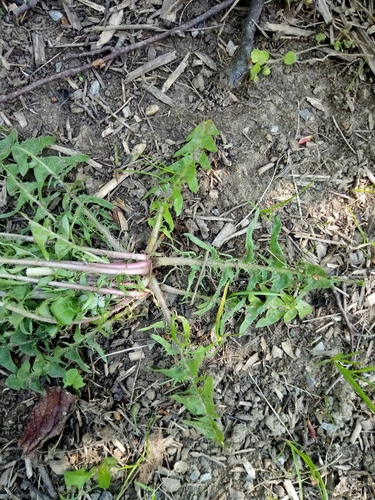 Image of Taraxacum lacistophylloides by (c) Vladimír Fuka, some rights reserved (CC BY)