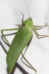 Stilpnochlora quadrata