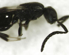 Dendrocerus