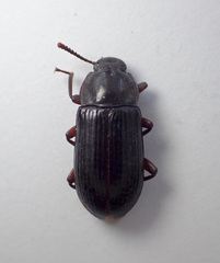 Neatus tenebrioides