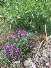 Thymus praecox