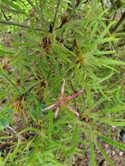Rhododendron stenopetalum
