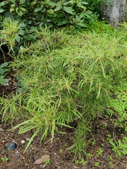 Rhododendron stenopetalum