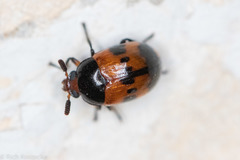 Diaperis nigronotata