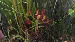 Drosera glabripes