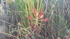 Drosera glabripes