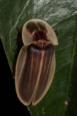 Cratomorphus concolor