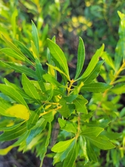 Morella cerifera image
