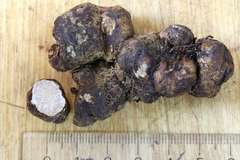 Rhizopogon alexsmithii