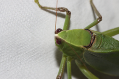 Stilpnochlora quadrata