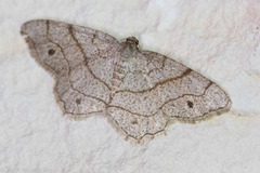Trigrammia quadrinotaria