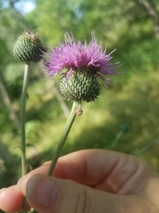 Cirsium engelmannii