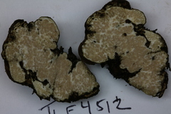 Rhizopogon alexsmithii