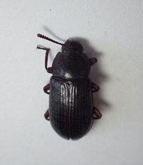 Neatus tenebrioides