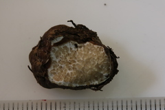 Rhizopogon alexsmithii