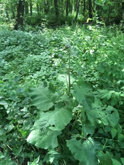 Arctium tomentosum
