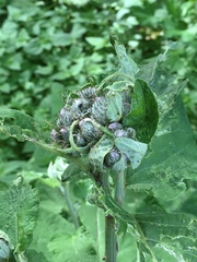 Arctium tomentosum