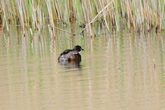 Tachybaptus ruficollis