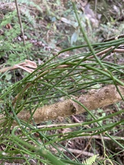 Ephedra tweedieana