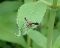Delphinia picta