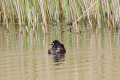 Tachybaptus ruficollis