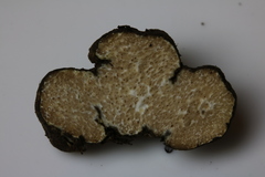 Rhizopogon alexsmithii
