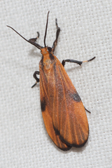 Lycomorphodes