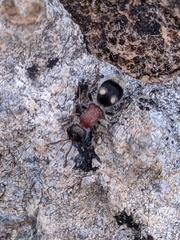 Bidecoloratilla iberica