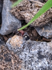 Bidecoloratilla iberica