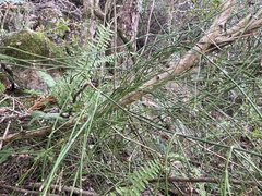Ephedra tweedieana