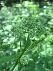 Filipendula ulmaria