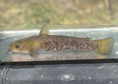 Ameiurus brunneus