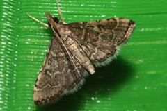 Steniini