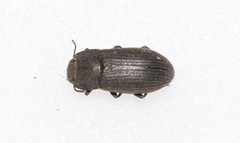 Gonocephalum rusticum