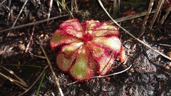 Drosera slackii