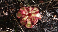 Drosera slackii