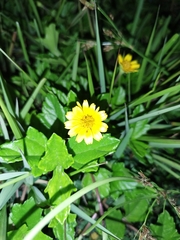 Sphagneticola trilobata